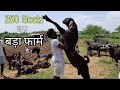 Rajasthan rathore goat farm bhanwata Ajmer | ₹230 to 260kg | rajasthani bakra farm | pkraj vlogs