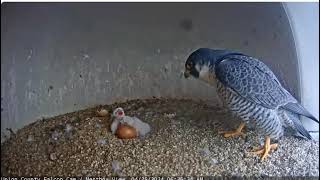 2024 04 25 Union County Falcon Cam