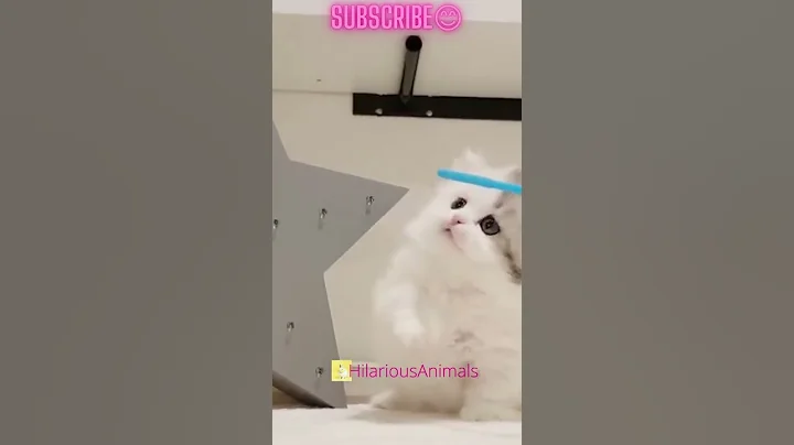 Watch the video about PRT 2😍Isn’t she the most beautiful Munchkin Cat ever! #shorts #cutecat #funnycat | HILARIOUS ANIMALS