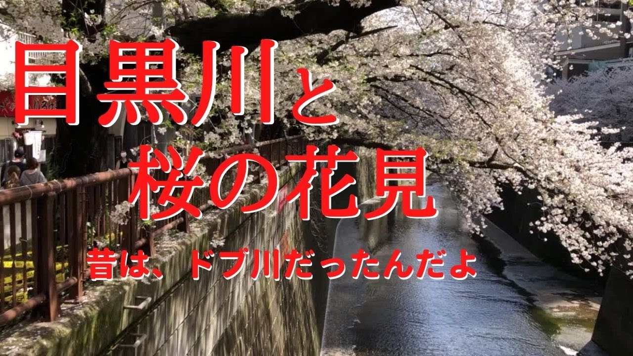 お花見観光スポット 目黒川と桜 中目黒 桜の名所目黒川の桜を見に行きました 昔はこんなにキレイではなかった Youtube