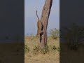 Gravity obeys the master of balance as it slips from the tree.