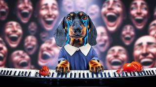 Fiasco Of World's First Pianist Dog! Cute & Funny Dachshund Video!