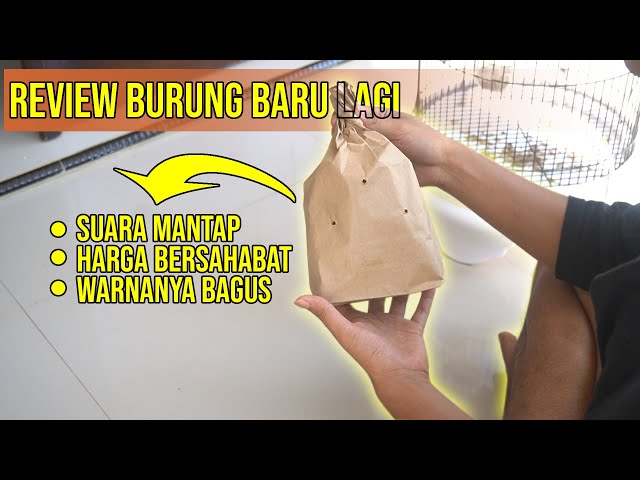 Unboxing Burung Murah Tapi Bisa Teler class=