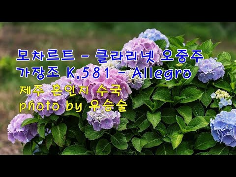 제주 <strong>혼인지</strong> 수국 &amp;amp; 미하엘 하이든 - 트럼펫 협주곡 1번 D장조 Mh 104 - 1악장 &amp;amp; photo by 우승술
