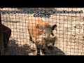 Red river hogs (Potamochoerus porcus) at Zoosiana, Broussard, LA