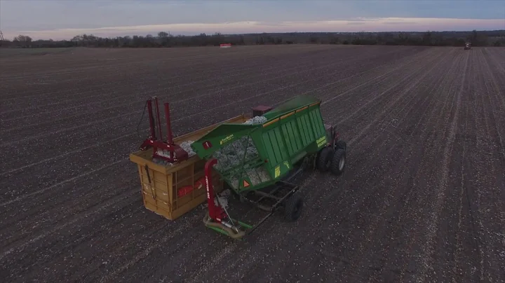 cotton farming