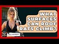 What Surfaces Can Roof Rats Climb Insects And Invaders mp3