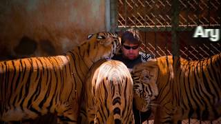 Tigers, Love Story, Ary Borges And Their Tigers