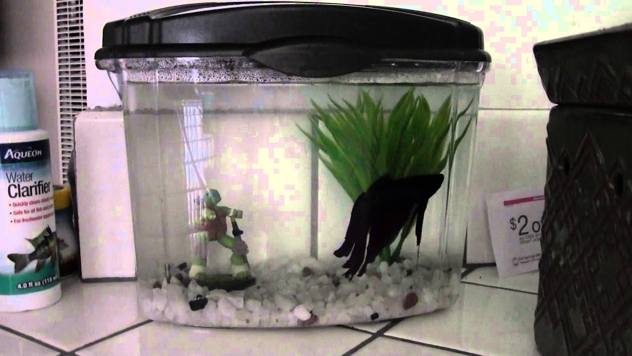1 2 gallon betta tank