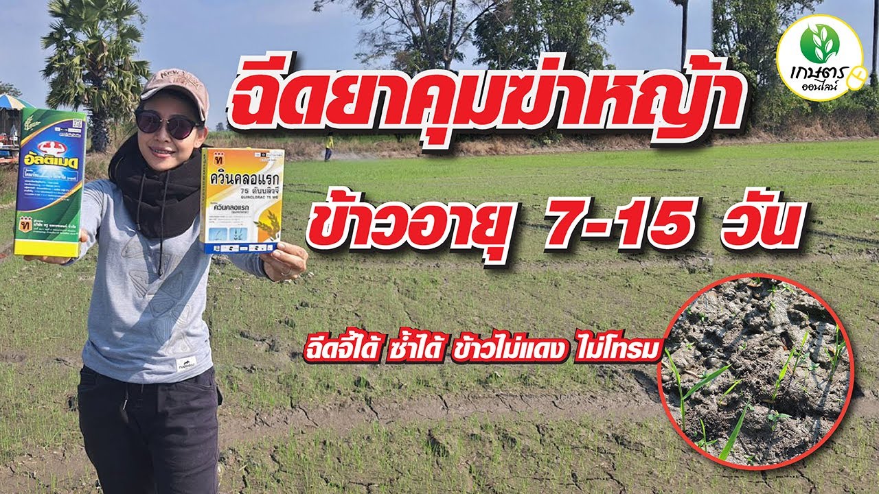 ฉีดยาคุมฆ่าหญ้าในนาข้าว ช่วง 7-15 วัน