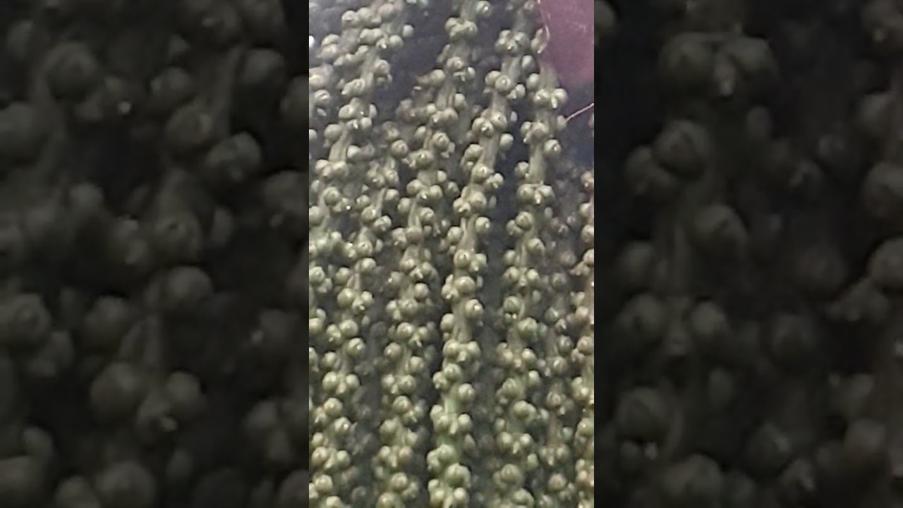 [텃밭따봉쌤] Caryota maxima!