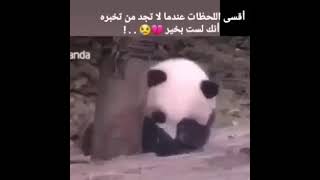 اجمل حالات واتس باندا حزينة🥺💔