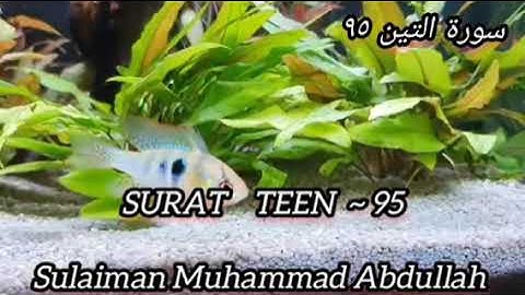 سورة التين ٩٥{TEEN 95} تلاوة،  سليمان محمد عبدالله إبن عباس، هدى الله بها، عام ١٤٤٤هجرية