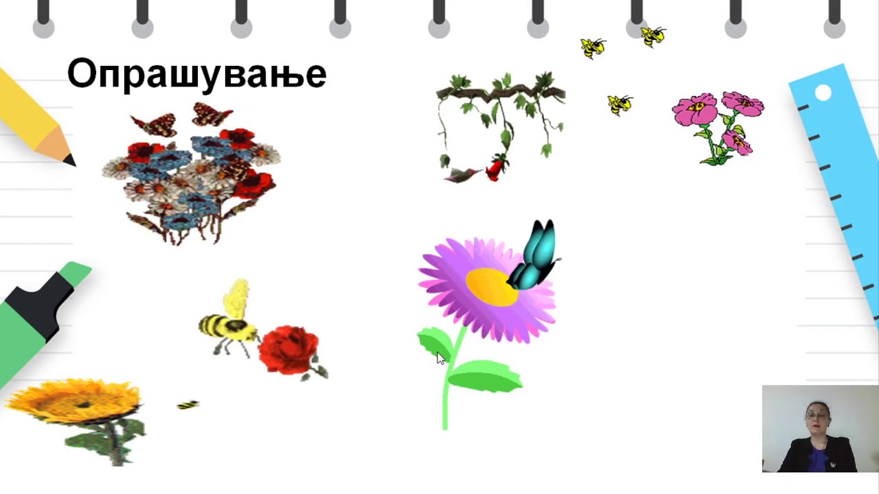 V одделение - Природни науки - Животен циклус на цветните растенија