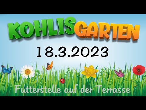 Vogelbeobachtung in Kohlis Garten am 18. März 2023 (Amsel, Blaumeise, Eichelhäher und Rotkelchen)