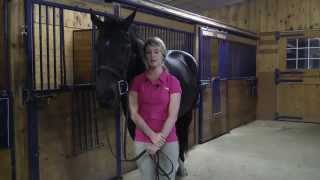 How To Measure Your Horse For A Bit