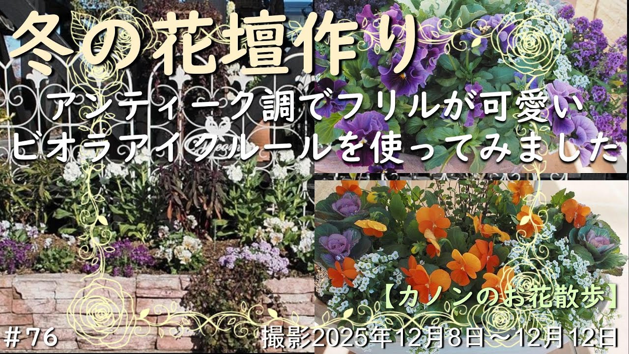 ＃76　冬の花壇作り　秋の花壇がビオラのアイクルールやストックとアリッサムに入れ替わりパッと明るい花壇になりました
