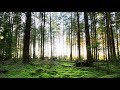 Panning Up from a Green Forest Floor - Free Stock Video Download - Free Stock Footage