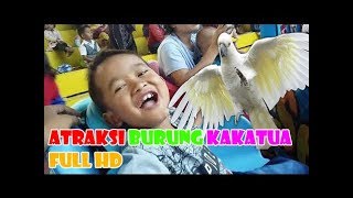 WOW!!! Atraksi Pintar Burung Kakatua FULL HD