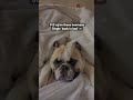 This Faceрџ рџђѕ Tag Someone You Want To Get Back In Bed With Shorts Walkofftheearth Newmusic This Faceрџ рџђѕ Tag Someone You Want To Get Back In Bed With Shorts Walkofftheearth Newmusic