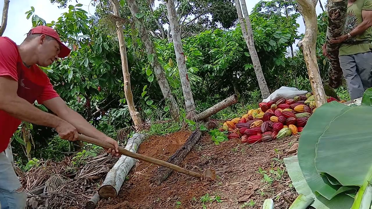 Tirando mel do cacau. Parte 1