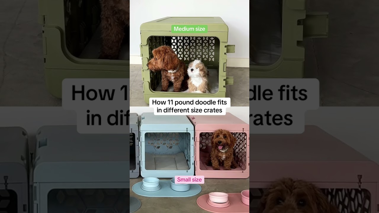 🏠Medium vs Small! 
