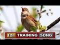 NIGHTINGALE 12h The Best Training Song - It can be used for all birds