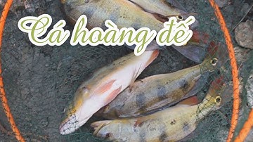 Bí quyết câu được cá hoàng đế bự ở hồ Trị An