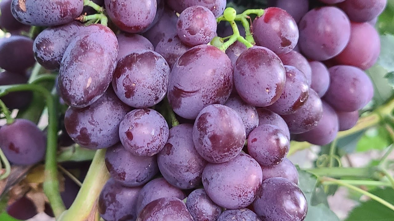 Soiuri extratimpurii,struguri copți la sfârșit de iulie