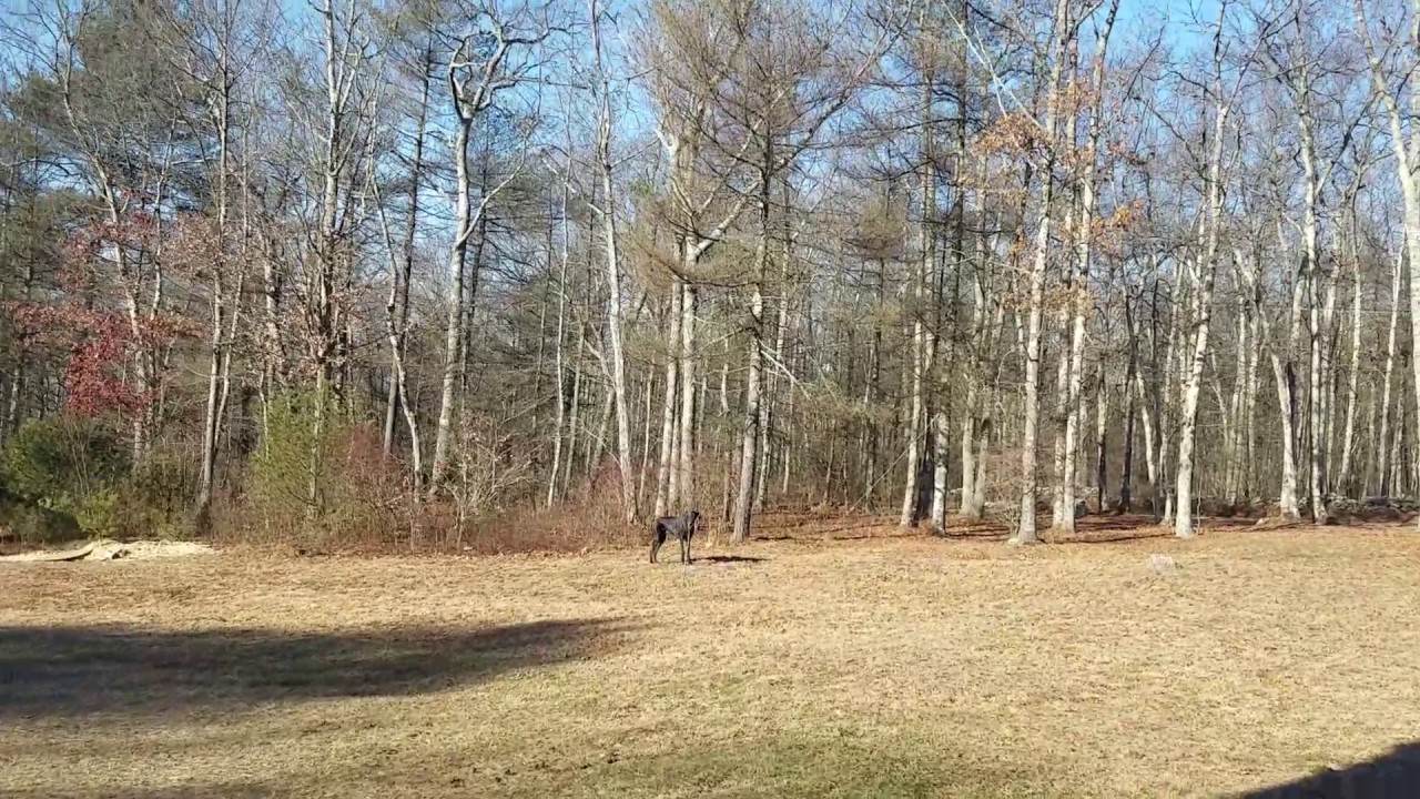 Great Dane stuck on a twig. - YouTube