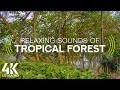 8HRS Birds Songs and Cicadas Sounds for Relaxing or Deep Sleep - Tropical Island Forest 4K - Part #1