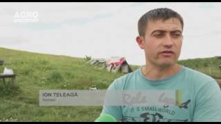 Lâna De Oaie Mai Solicitată Decât Pielicelele