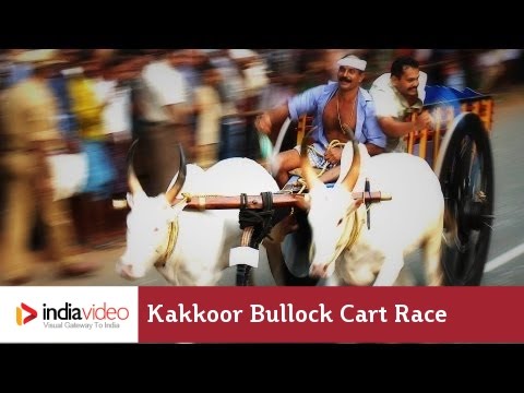 Kakkoor Bullock Cart Race Kochi  India Video