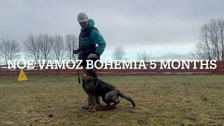 Noe Vamoz Bohemia - obedience 5 months