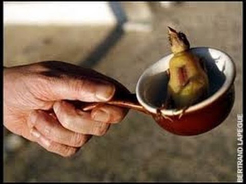 Video: ¿Es ilegal comer ortolán?