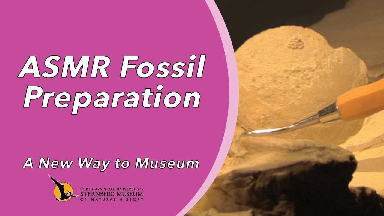 ASMR Fossil Preparation | A New Way to Museum