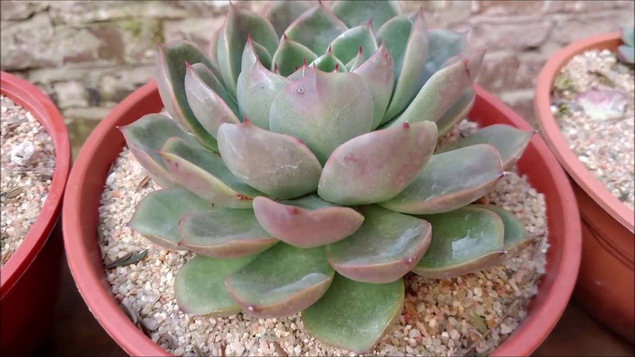 Mis Echeverias y otras suculentas