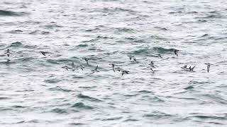 Yelkouan Shearwaters (4K slow mo)