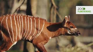 Dubbel Geluk Bij De Zeldzame Bergbongos In Zoo Planckendael