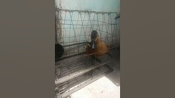 belibis jantan birahi menggoda belibis betina