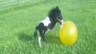 Adorable Beau 2010 Black And White Miniature Colt Having Fun With His Ball