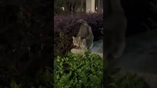They’re so cute! 🥰 #healingcats #straycats