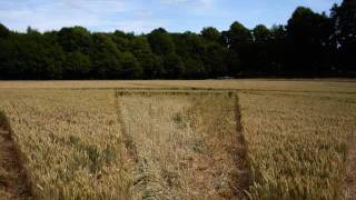 Crop Circle Oare, Wilshire, photos only 110710.wmv