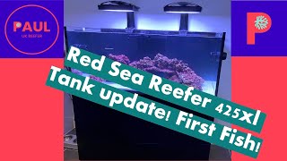 Famous Red Sea Reefer 425 XL First Fish added! Marine Reef Tank build #reeftank #reeftankbuild Net Worth