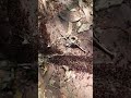 The Most Hardworking Insects On Earth Safari Ants Insects Nature Shortvideo 