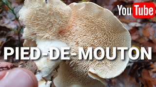 Comment reconnaître champignon pied-de-mouton ?