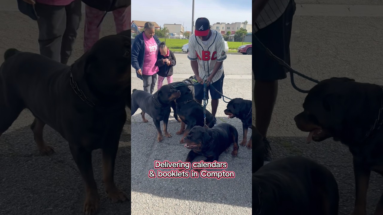 Dropped some calendars & booklets off in COMPTON!🐶🐶🐶🐶🐶❤️#fyp #dog #influencer