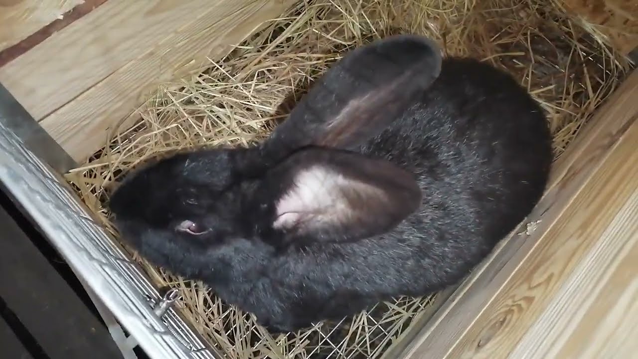 МОЛОЧНОСТЬ КРОЛЬЧИХ КАК УВЕЛИЧИТЬ?