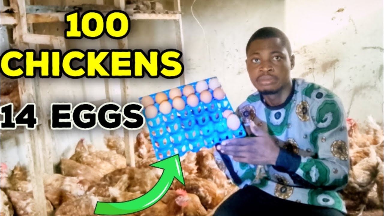 The Rainy Season Egg Production Challenges |How To Prevent Them.