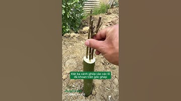 Ghép Ba Loại Cây Ăn Trái Trên Một Gốc – Kỹ Thuật Độc Đáo Bạn Nên Thử!🍊#ghepcay #trongcay #shorts